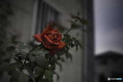 DSC09007 雨あがりの薔薇