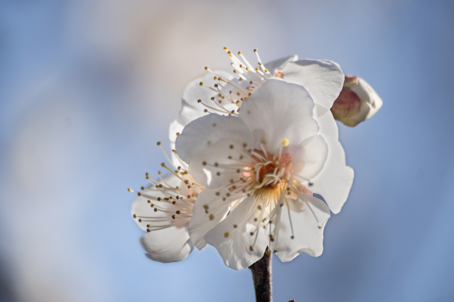 DSC09862. 四姉妹？.