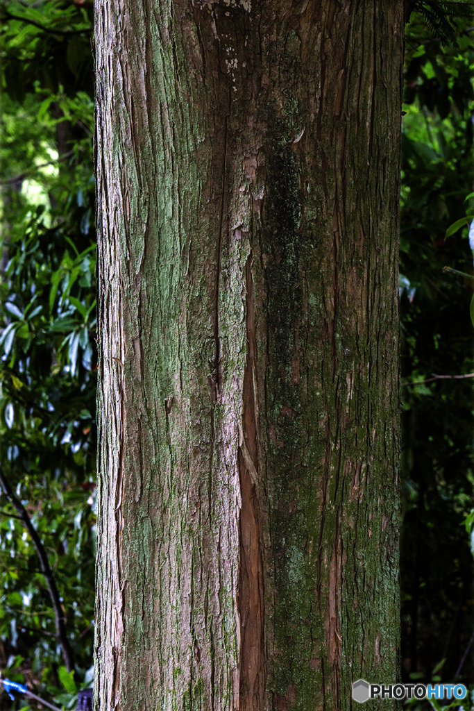 DSC05991 杉の木立