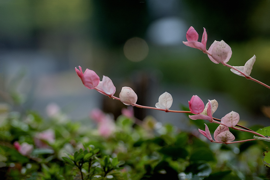 DSC02094.  涼を求める