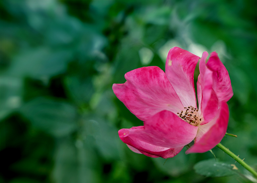 DSC08859.  冬薔薇(ふゆそうび)