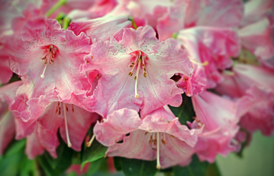 咲けよ輝け乙女たち