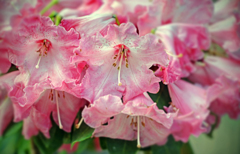 咲けよ輝け乙女たち