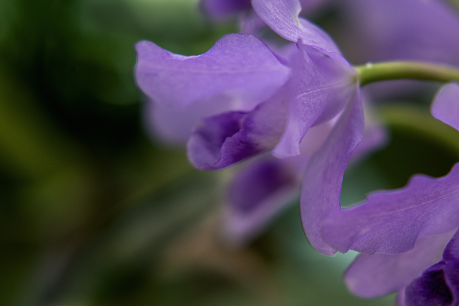 DSC08145.　南国の花
