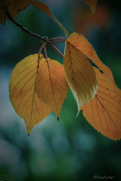 DSC04296-不思議な紅葉