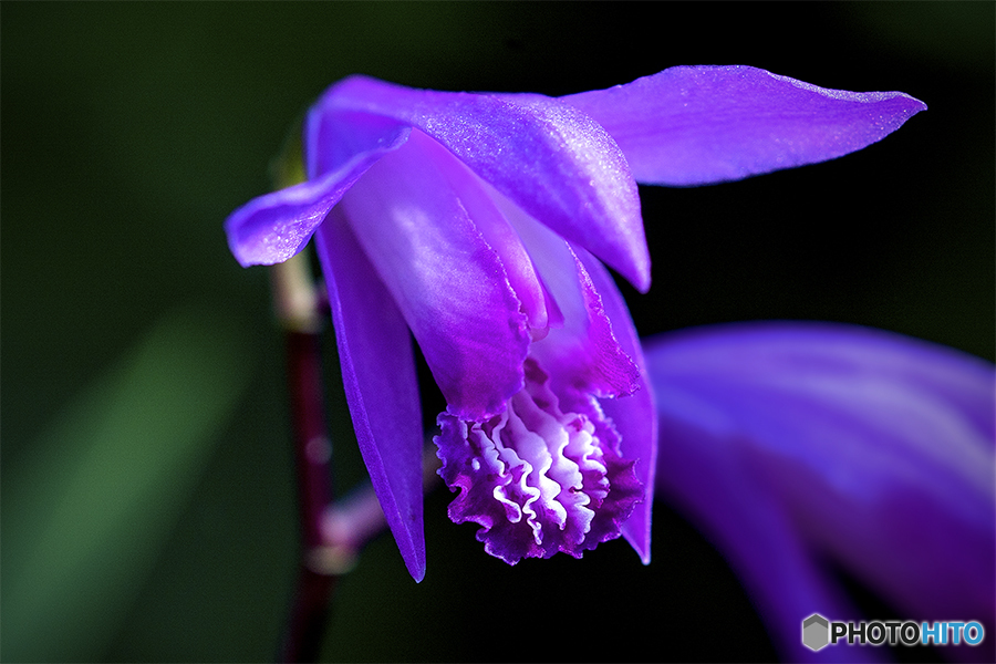 DSC05853 銀色に紫蘭輝く紫蘭の花