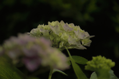久伊豆神社の紫陽花-1