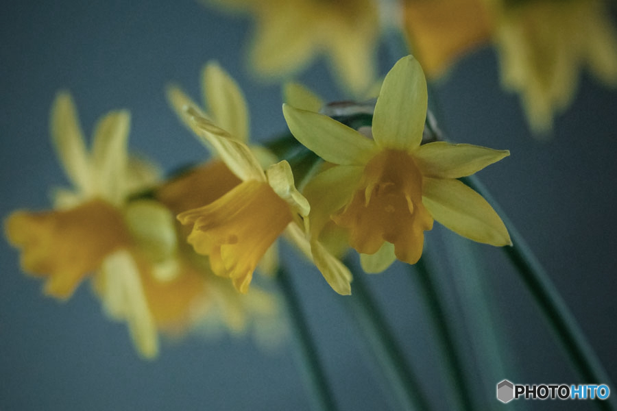 DSC05499-鉢植え水仙-4