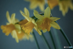 DSC05499-鉢植え水仙-4