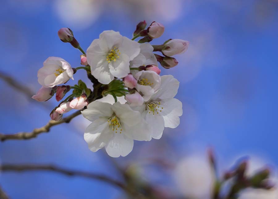 DSC01018 新元号 令和 を祝う