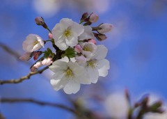 DSC01018 新元号 令和 を祝う