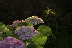 DSC09083.　紫陽花は六月が美しい