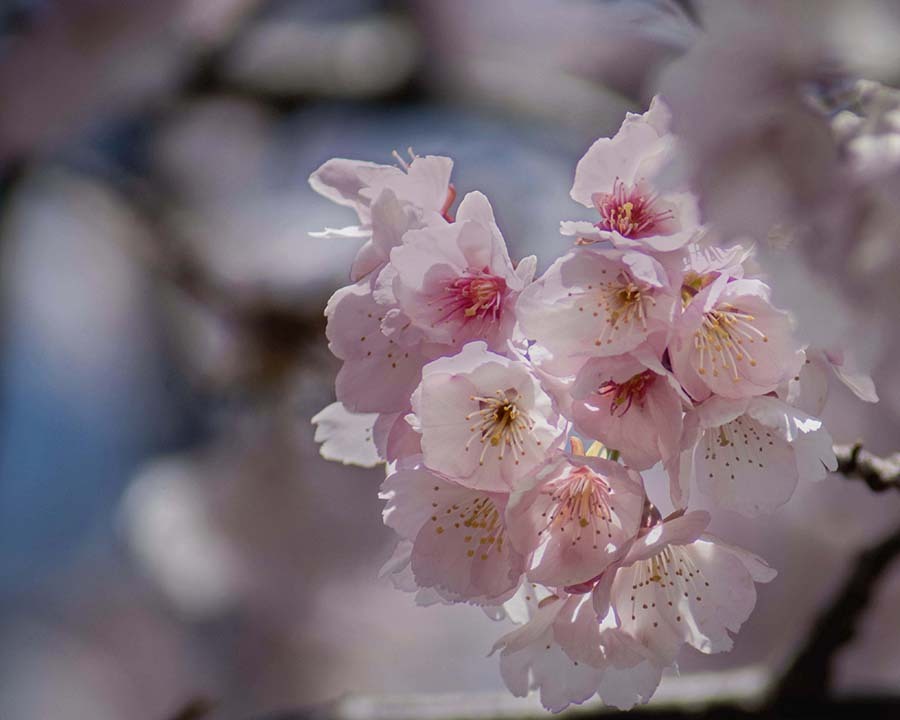 DSC00336.. 安行桜