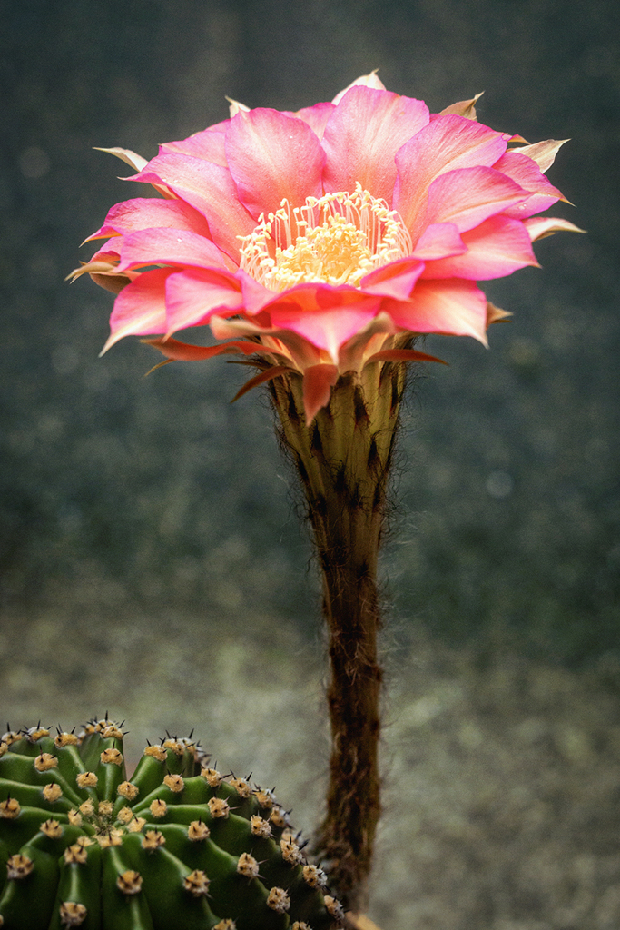DSC09017  短くも美しく咲き.
