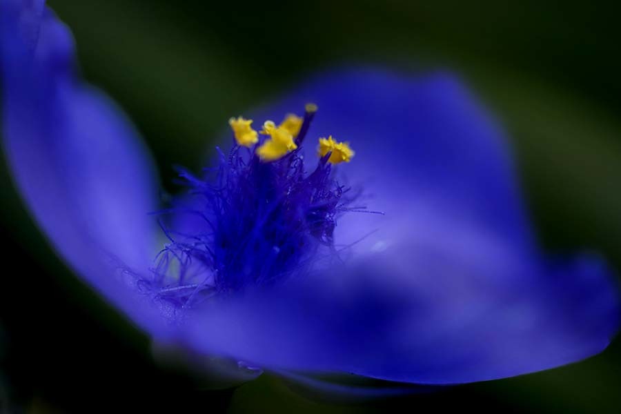 DSC02552. 木漏れ日の紫jpg