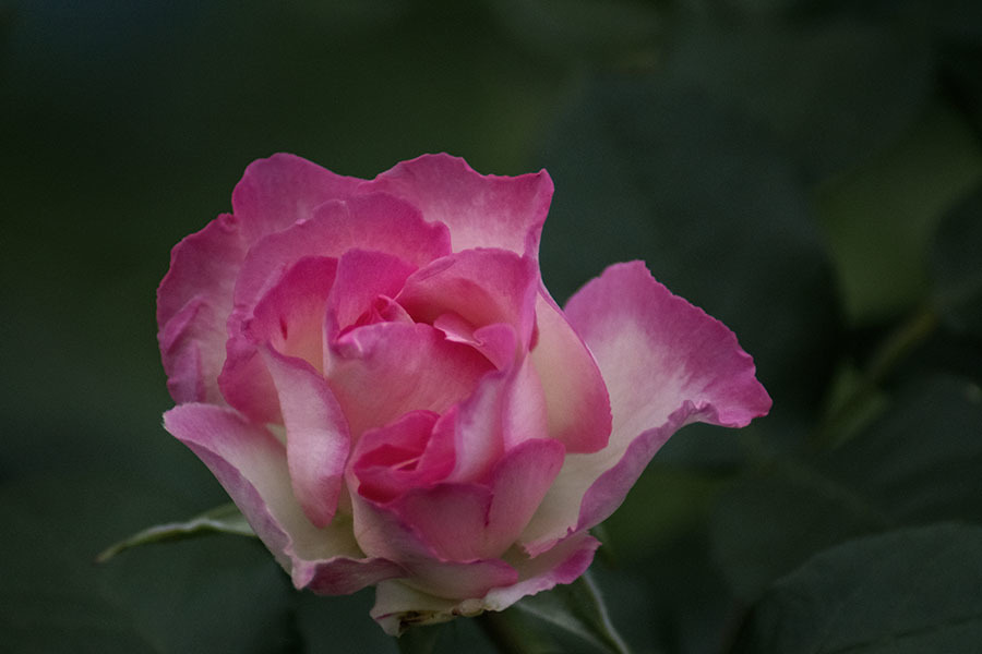 DSC01992 五月の薔薇-3