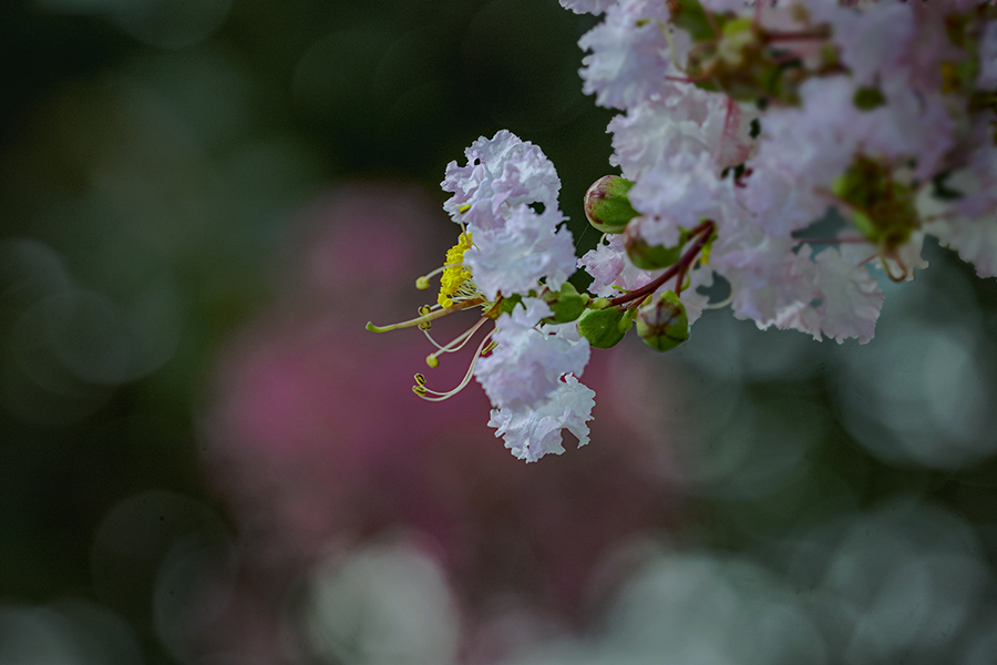 DSC03025. 夏の思い出