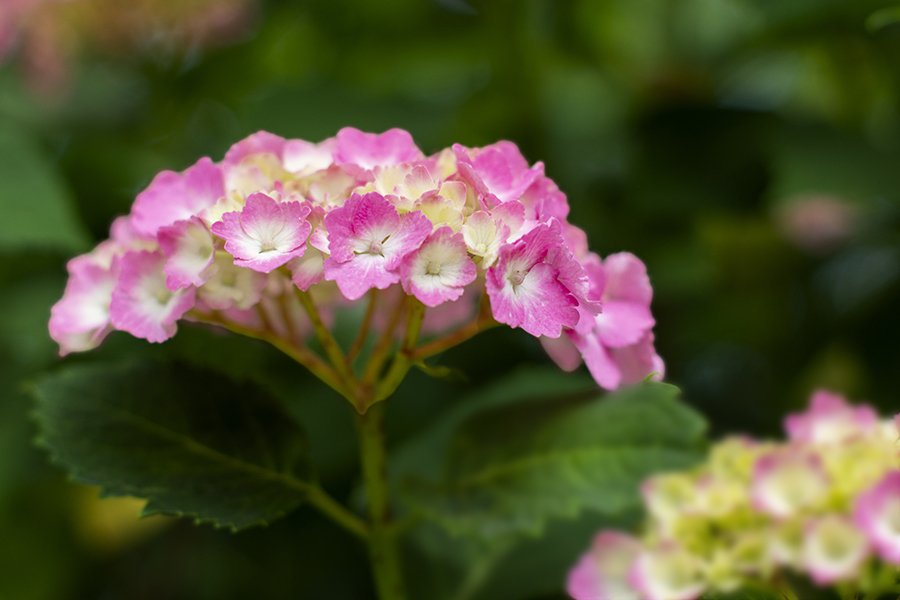 DSC06094. 五月の紫陽花