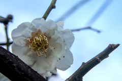 DSC00558. 陽春