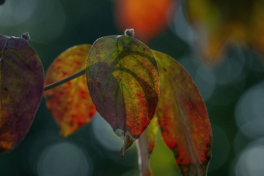 DSC00023. 木漏れ日の妙