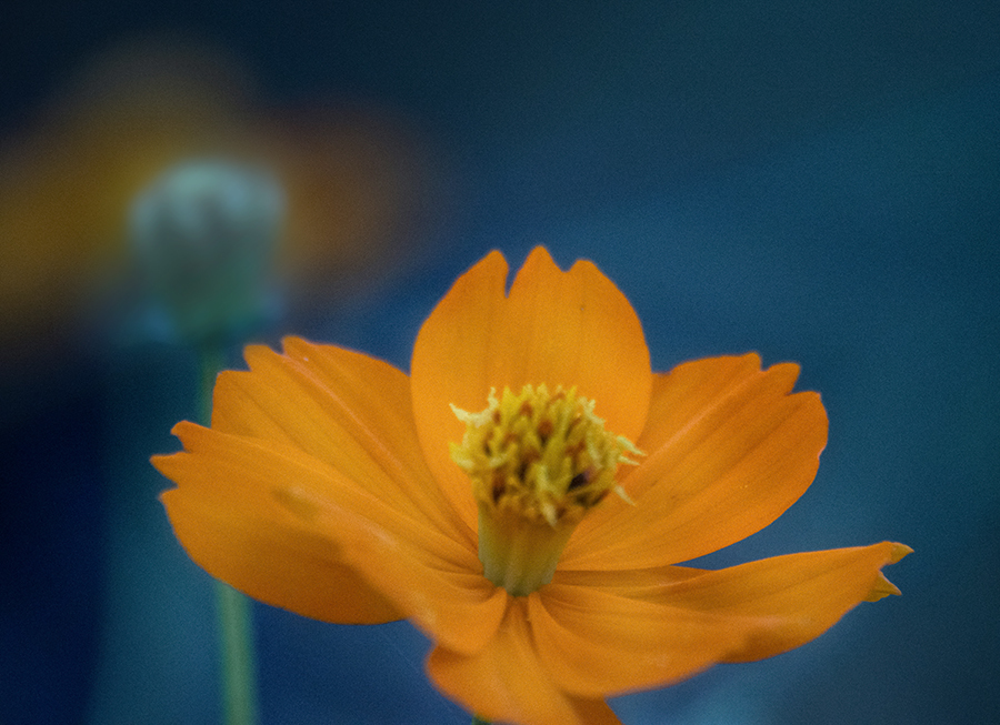 DSC08839. 夏の思い出  コスモス