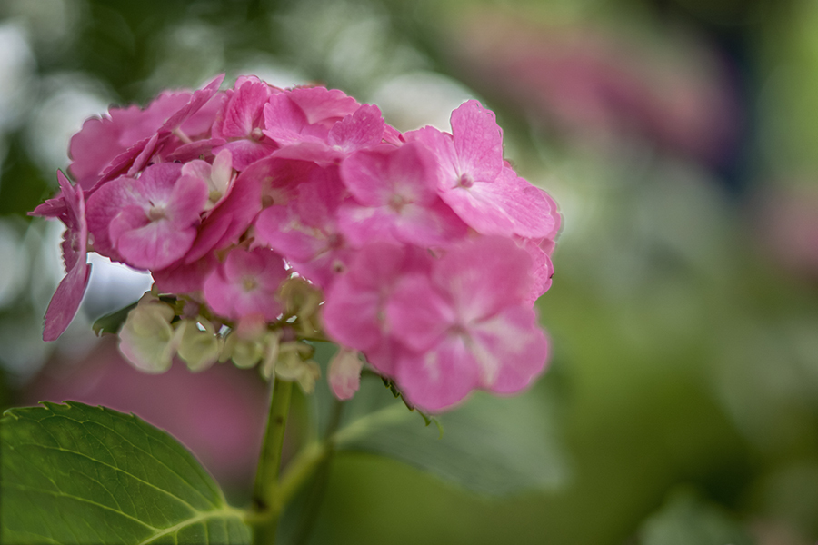 DSC06667. 六月の華