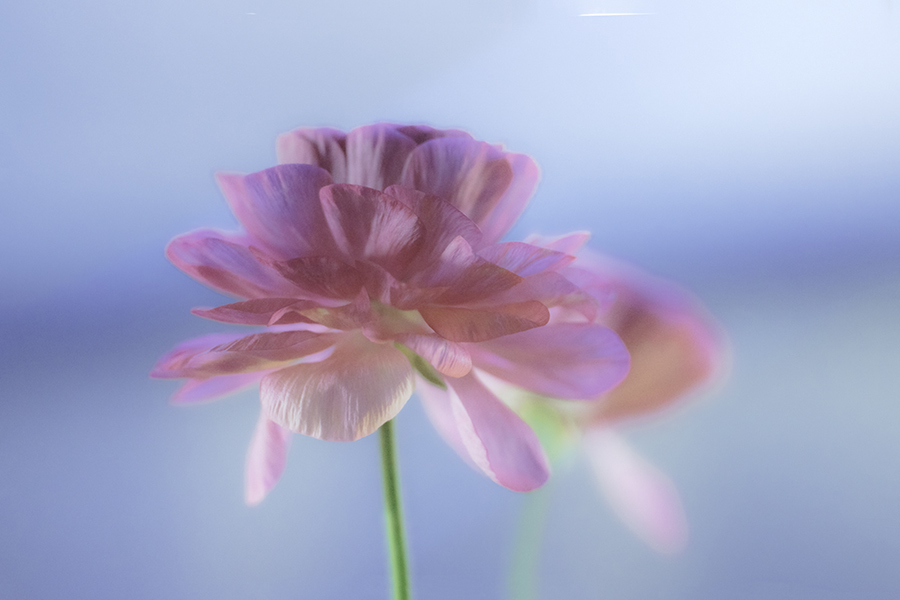 DSC07210 待春