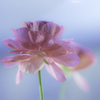 DSC07210 待春
