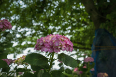 DSC09456. 桜の根方に咲く紫陽花