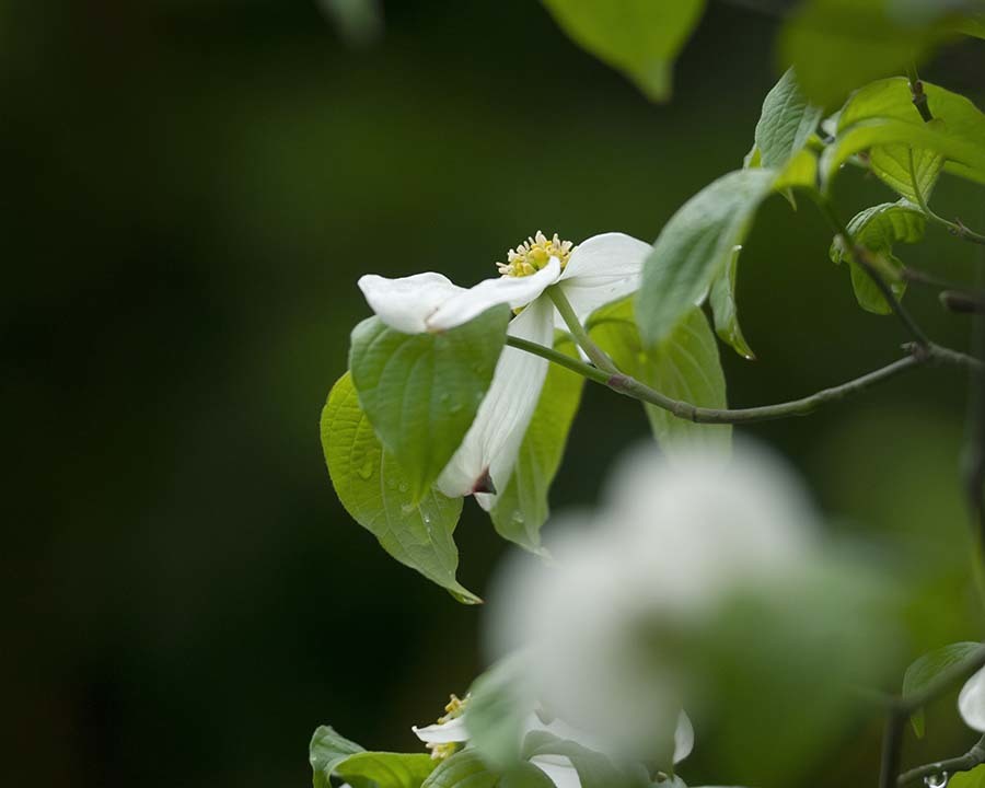 DSC01339 雨上がりの朝
