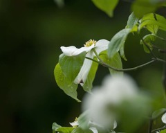 DSC01339 雨上がりの朝