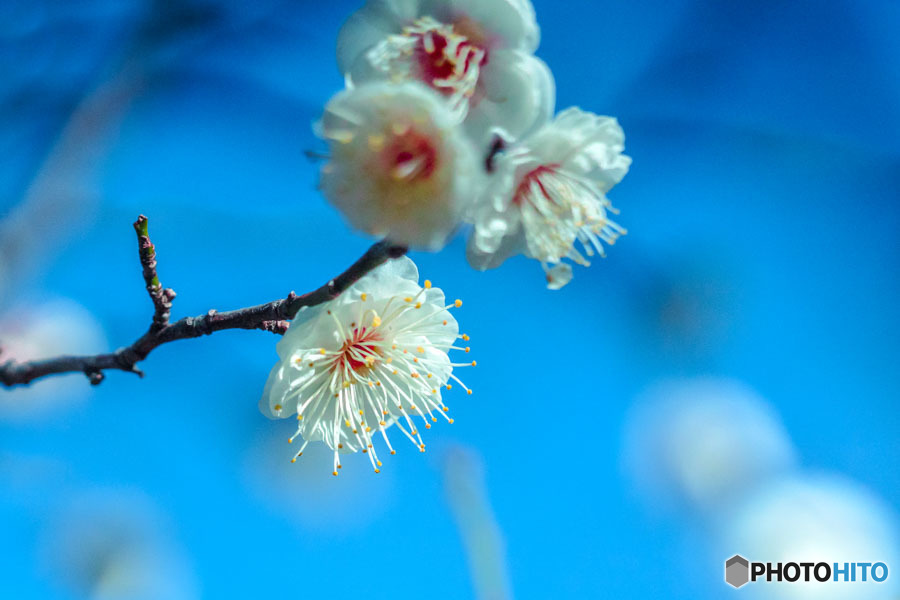 DSC06562-公園の白梅-4