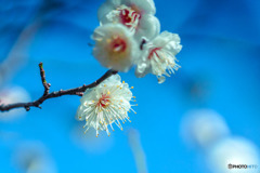 DSC06562-公園の白梅-4