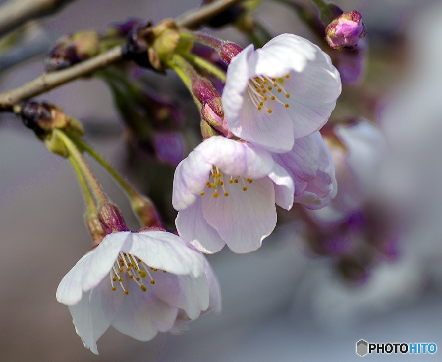 DSC03837  桜三姉妹？