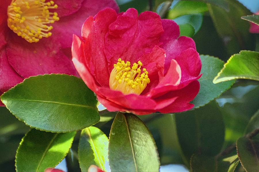 DSC09933. 妙齢 山茶花