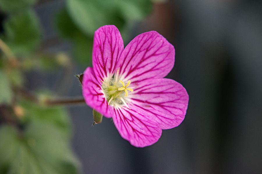 DSC08806. 小さな花