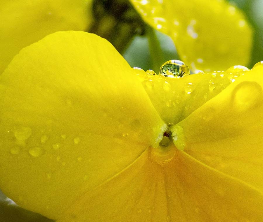 DSC02325 雨上がりのレンズ