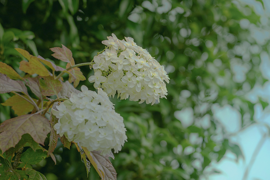 DSC08820.  木陰