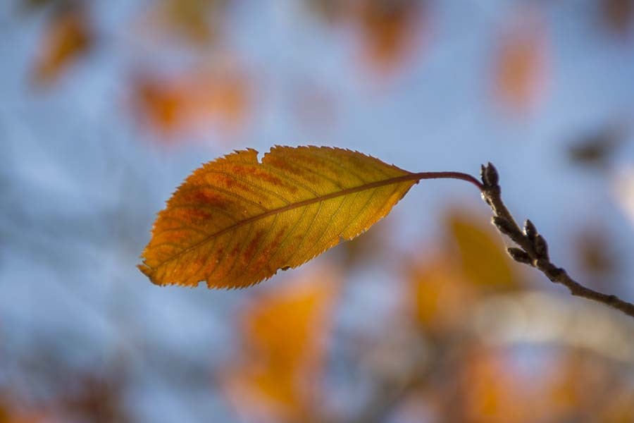 DSC00343  桜の 葉