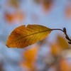 DSC00343  桜の 葉