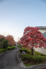 十一月の朝   DSC02911