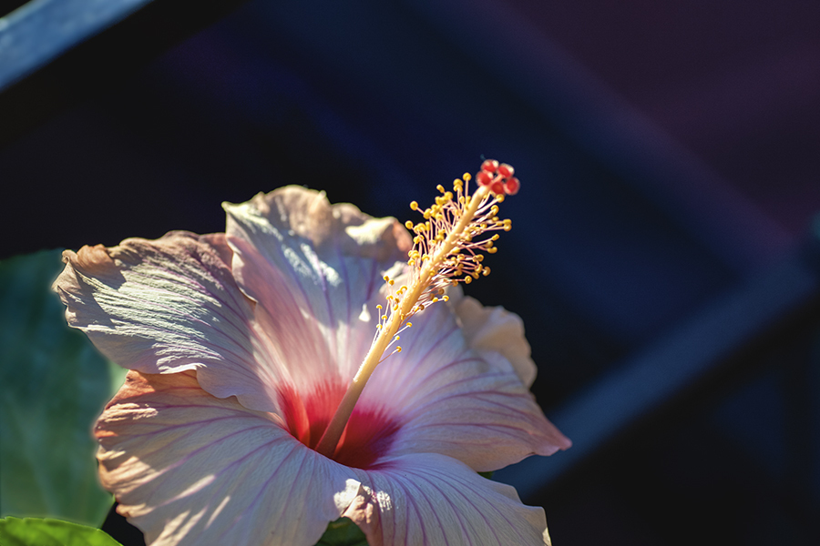 DSC0485 朝陽に輝く