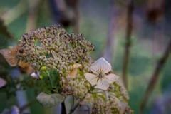 冬のステージに舞う　DSC06473