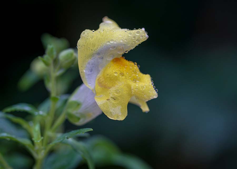 DSC02949. アイスクリームの成る木？