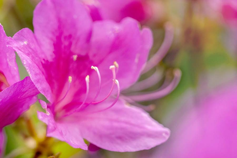 DSC08203.　ツツジの頃来たり