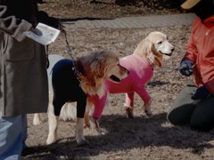 冬を楽しむワンちゃん　P1060189