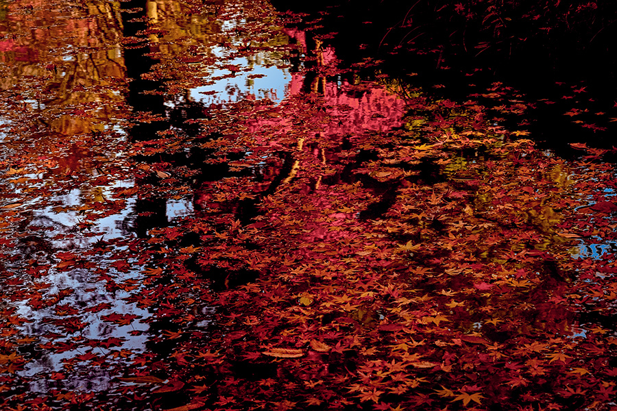 DSC06181　紅の池もよう