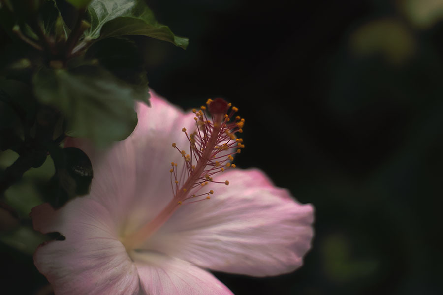 DSC06853 水無月の彩 2