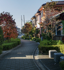 DSC05675. 紅葉序章