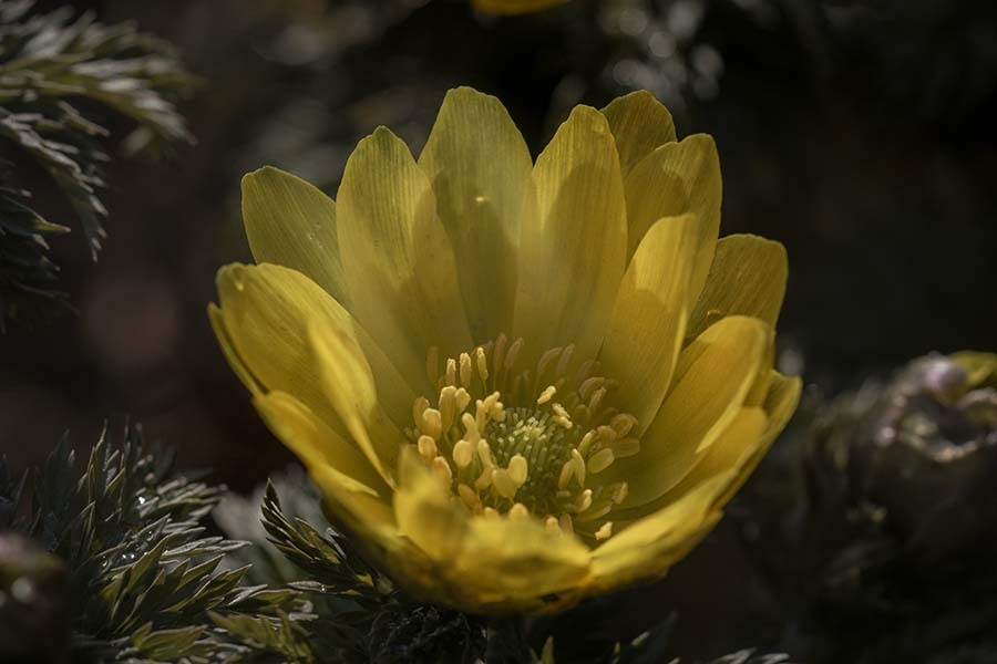 DSC03427 春光に花は ときめく